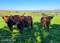 VIVO X200 Pro - Tierfotografie
